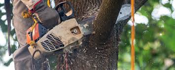 How Our Tree Care Process Works  in  Tuolumne City, CA