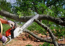 Best Tree Maintenance Programs  in Tuolumne City, CA