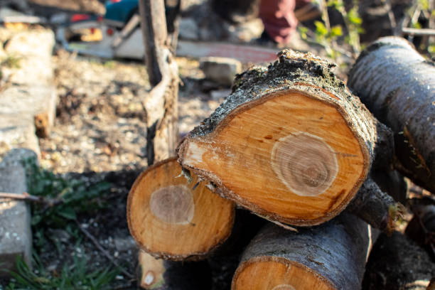 Best Seasonal Cleanup (Spring/Fall)  in Tuolumne City, CA
