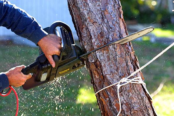 Best Hedge Trimming  in Tuolumne City, CA