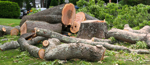 Best Tree Preservation Services  in Tuolumne City, CA