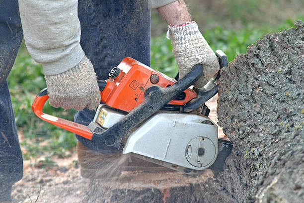 Best Lawn Renovation and Restoration  in Tuolumne City, CA
