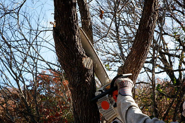 Mulching Services in Tuolumne City, CA