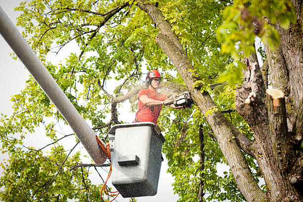 Best Tree Trimming and Pruning  in Tuolumne City, CA