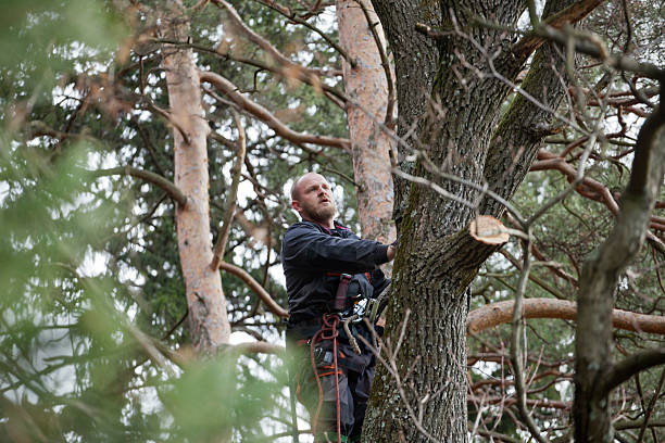 Tuolumne City, CA Tree Care Company