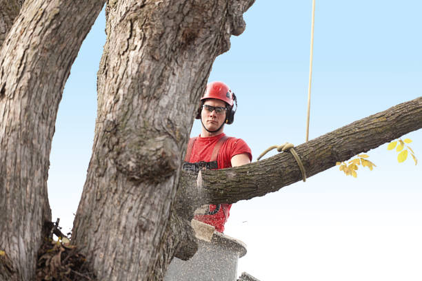 Best Palm Tree Trimming  in Tuolumne City, CA